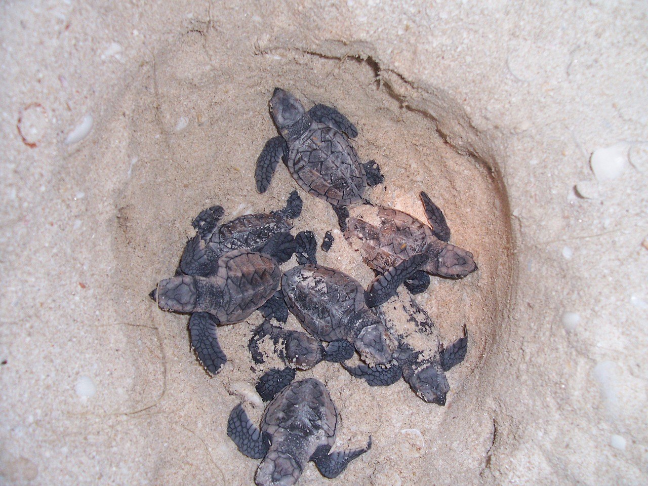 Turtles, Tortuguero, Costa Rica, Pixabay.com