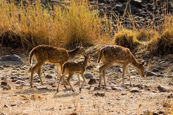 National Park, Ranthambore, India, Pixabay.com