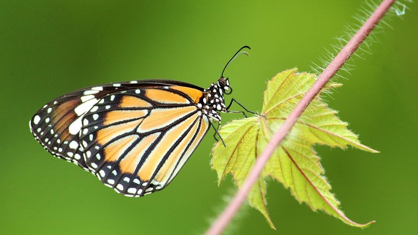 Butterfly, Kumarkom, India, Pixabay.com