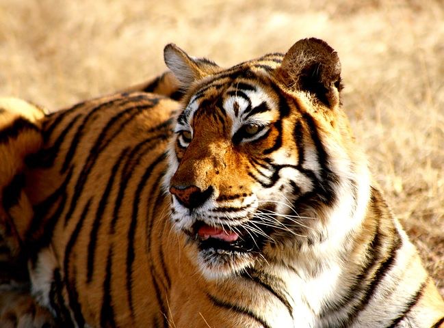 tiger-reserve, Thekkady, India, Pixabay.com