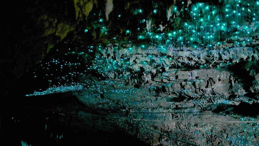 Glow Warm Cave, Te Anau, New Zealand, Supplier