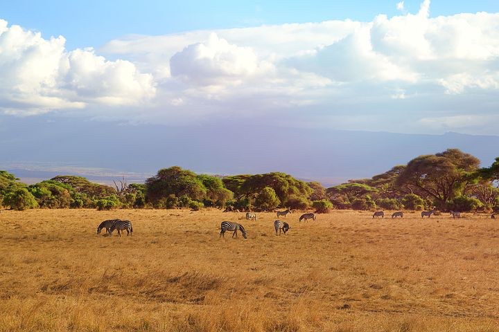  Kogatende, Tanzania, Africa, Pixabay.com