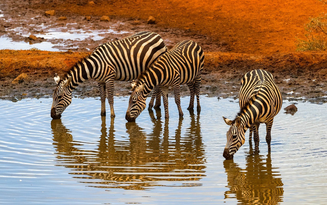  Masai Mara, Kenya, Pixabay.com