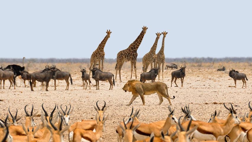 Game Drive, Damaraland, Namibia, Africa, Pixabay.com