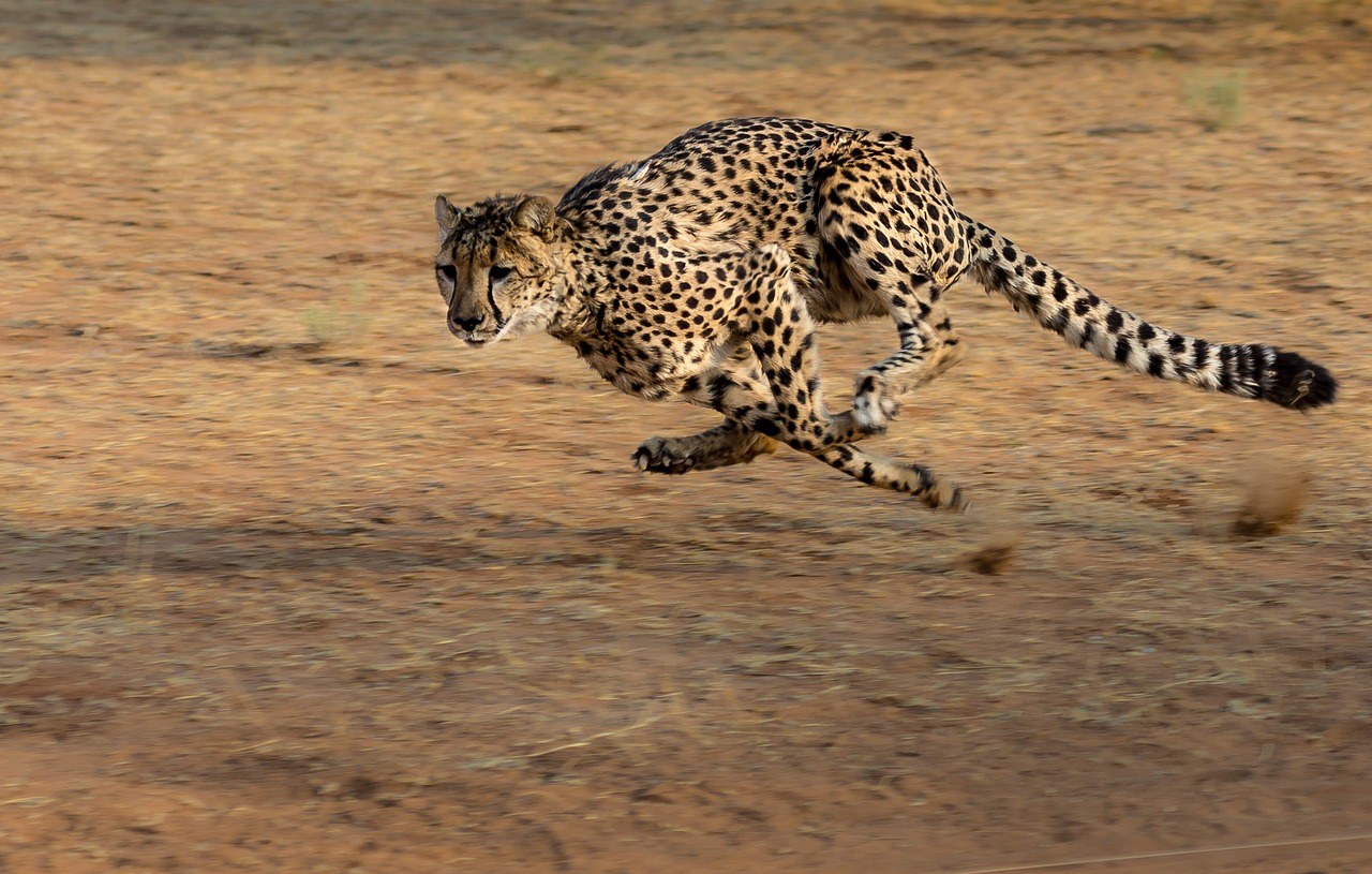 Okonjima, Namibia, Africa, Pixabay.com