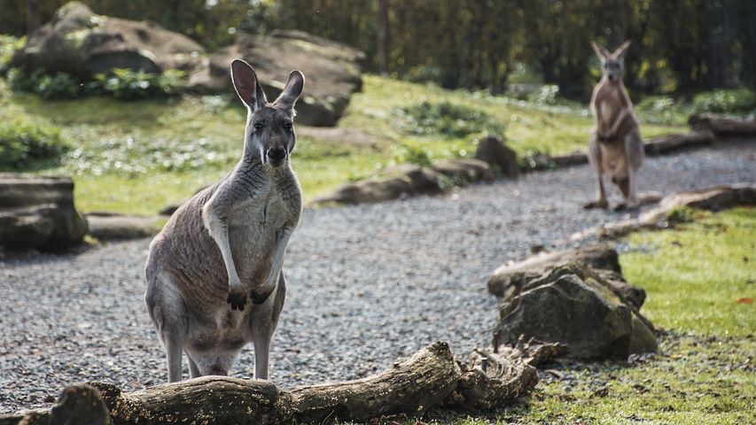 Kangaroos, Australia, Pixabay.com