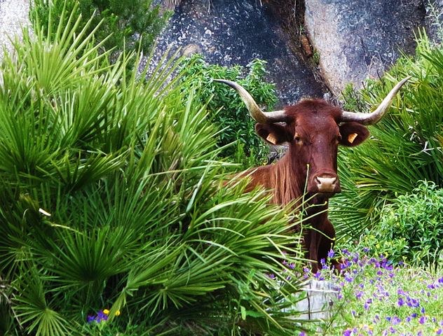 Bull ranch, Madrid, Spain, Pixabay.com