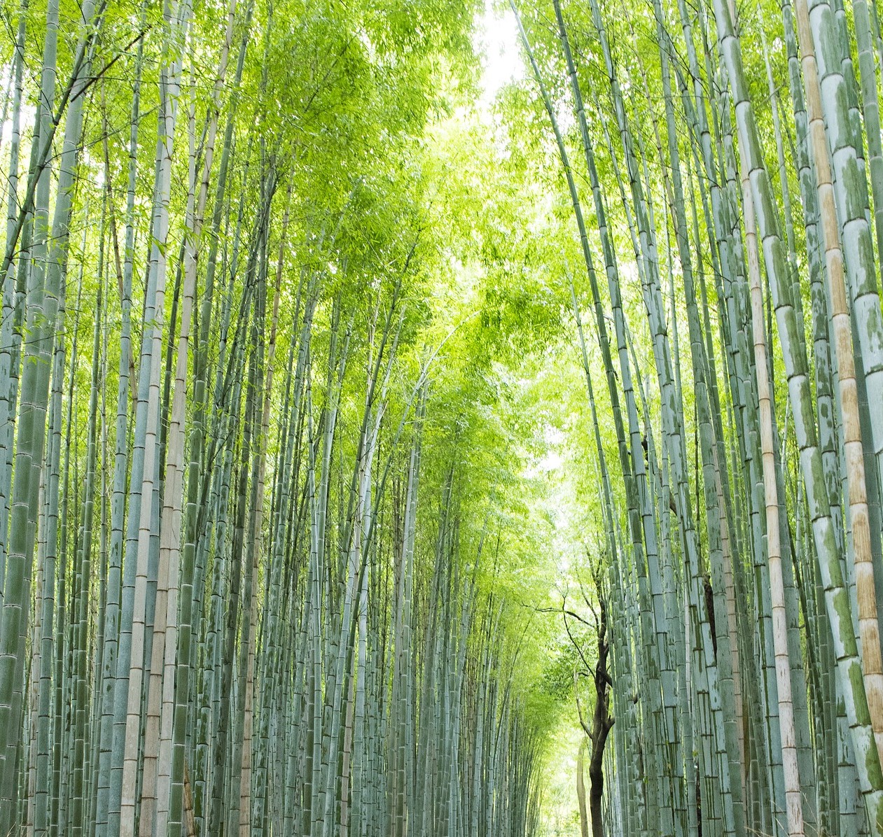 kyoto arashiyama, Japan, Supplier