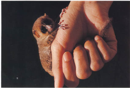 Andasibe-Mantadia National Park, Madagascar, Africa, Supplier Photo (Albatross)