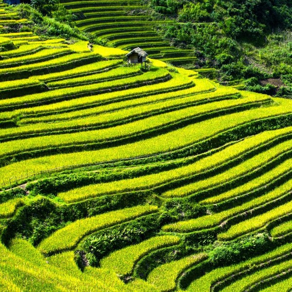 Trek in Sapa, Vietnam (4 days)