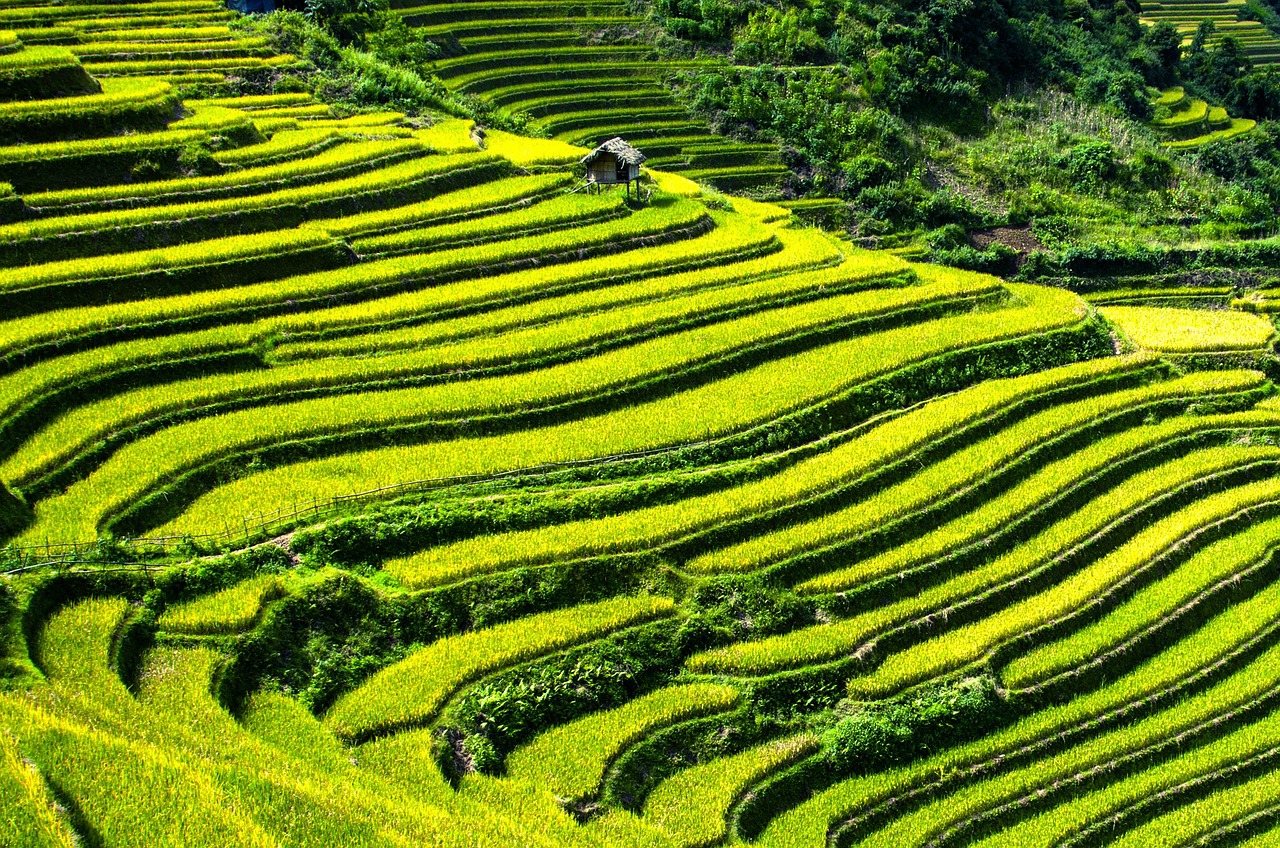 Rice terraces, Vietnam, Pixabay.com