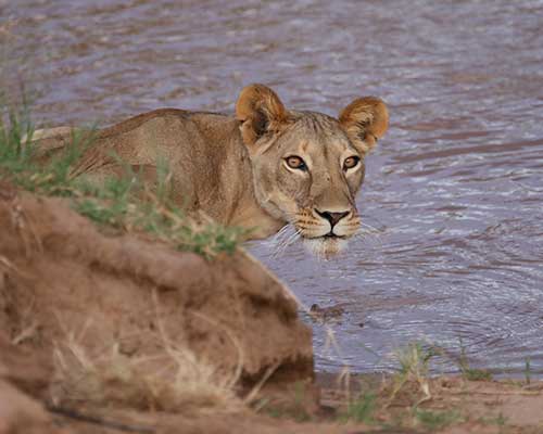 Saruni Mara / Saruni Wild, Kenya, Supplier