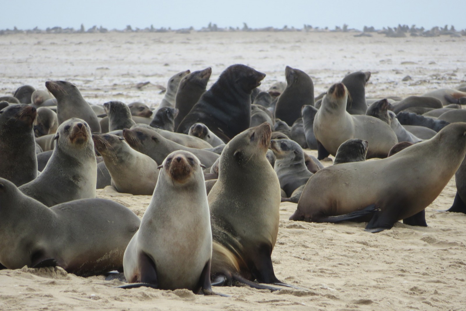 Sea Lions, Swakopmund, Namibia, Africa, Pixabay.com