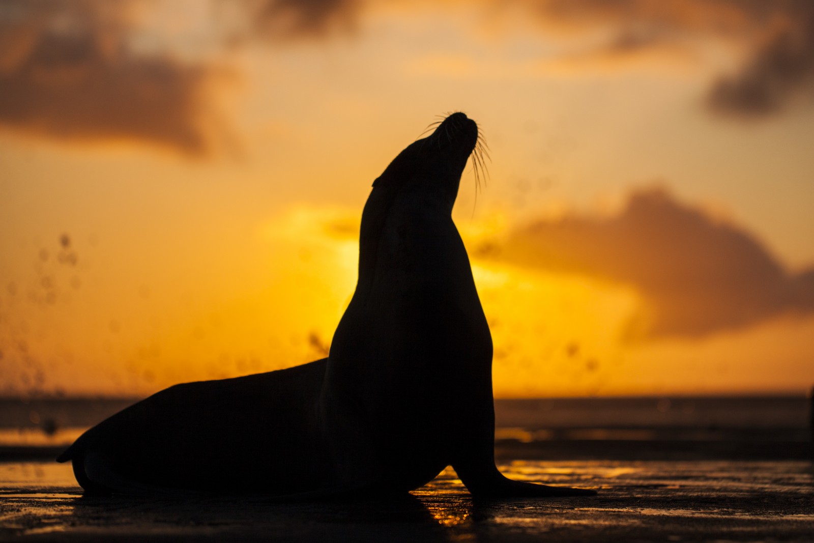Sea lion, Galapagos, Ecuador, Supplier Photo (Tropic)